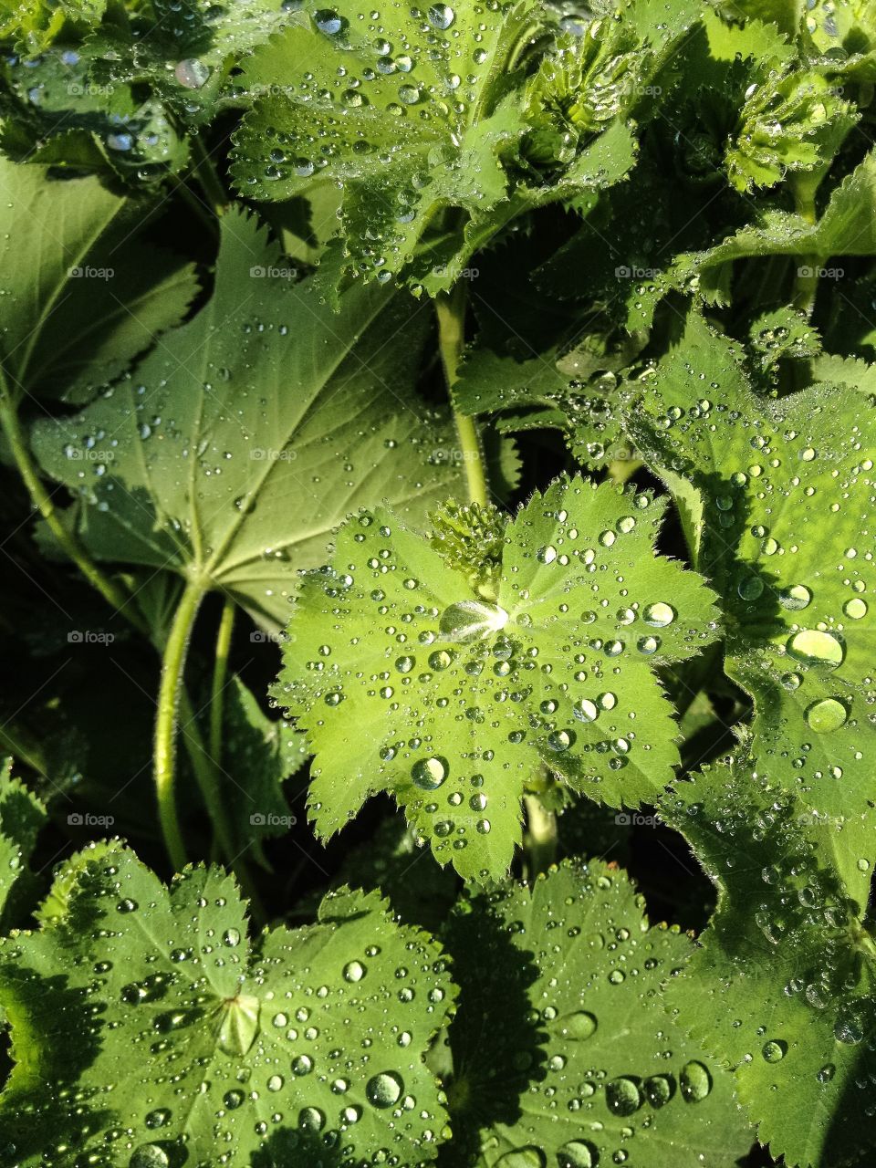 Water beads on green plants