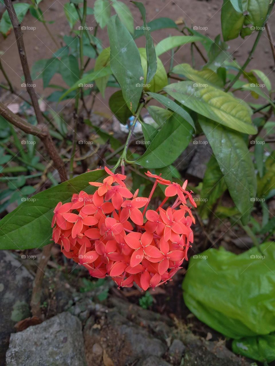 Red Ixora chinensis (Chinese Ixora, Ishwara, West Indian Jasmine, Jejarum, Viruchi, Jungle Flame, Jungle Geranium) in Sabah Agriculture Park, Tenom, Malaysia (Borneo)