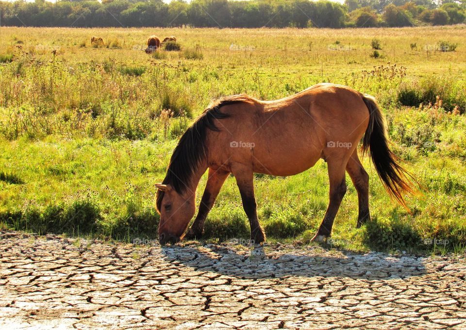 Grazing