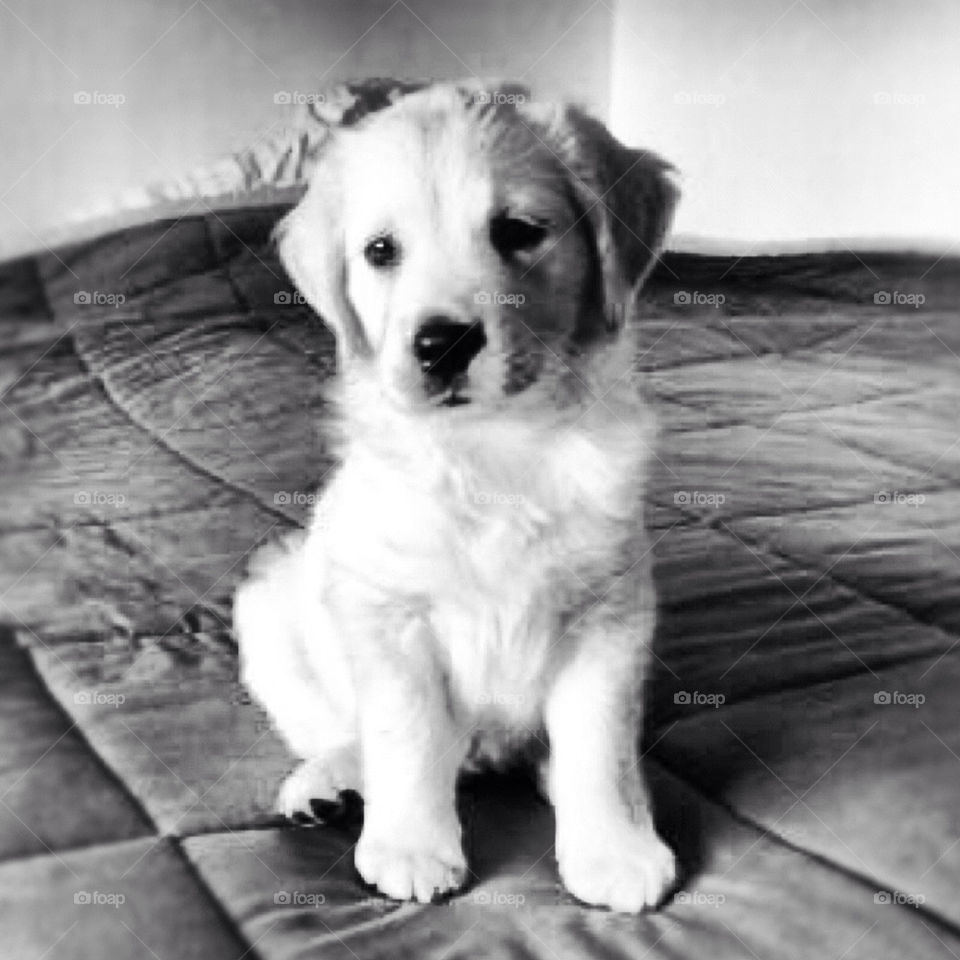 pretty grey dog cute by Zita