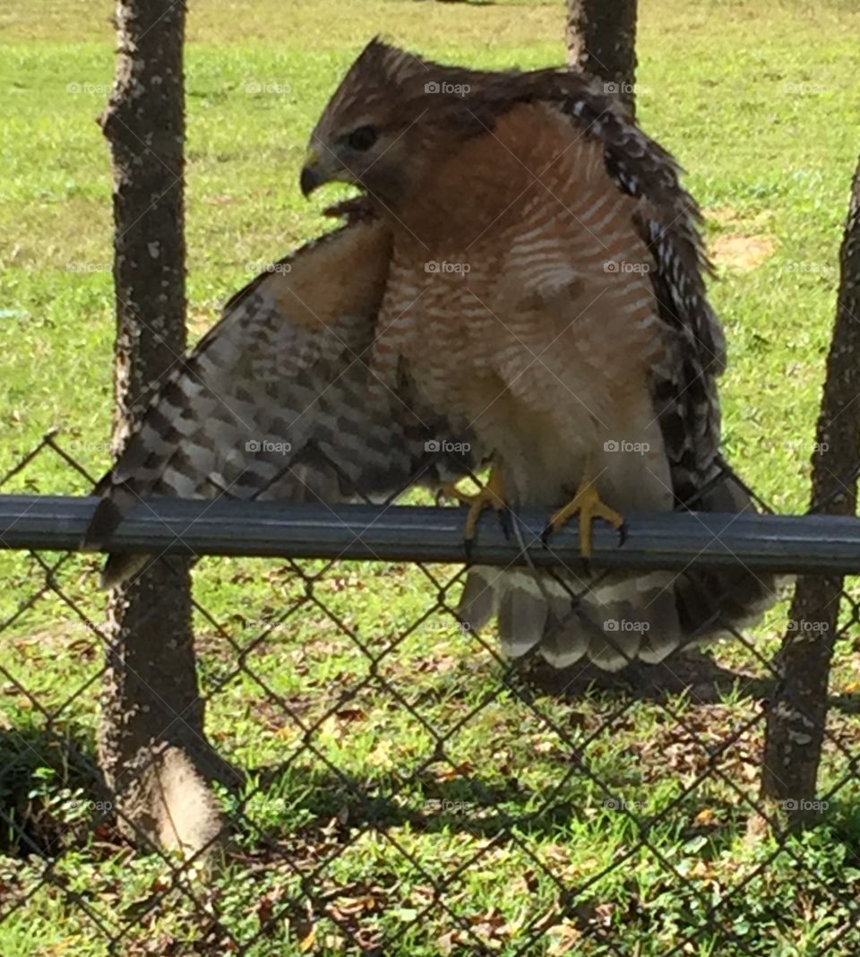Hawk in my garden