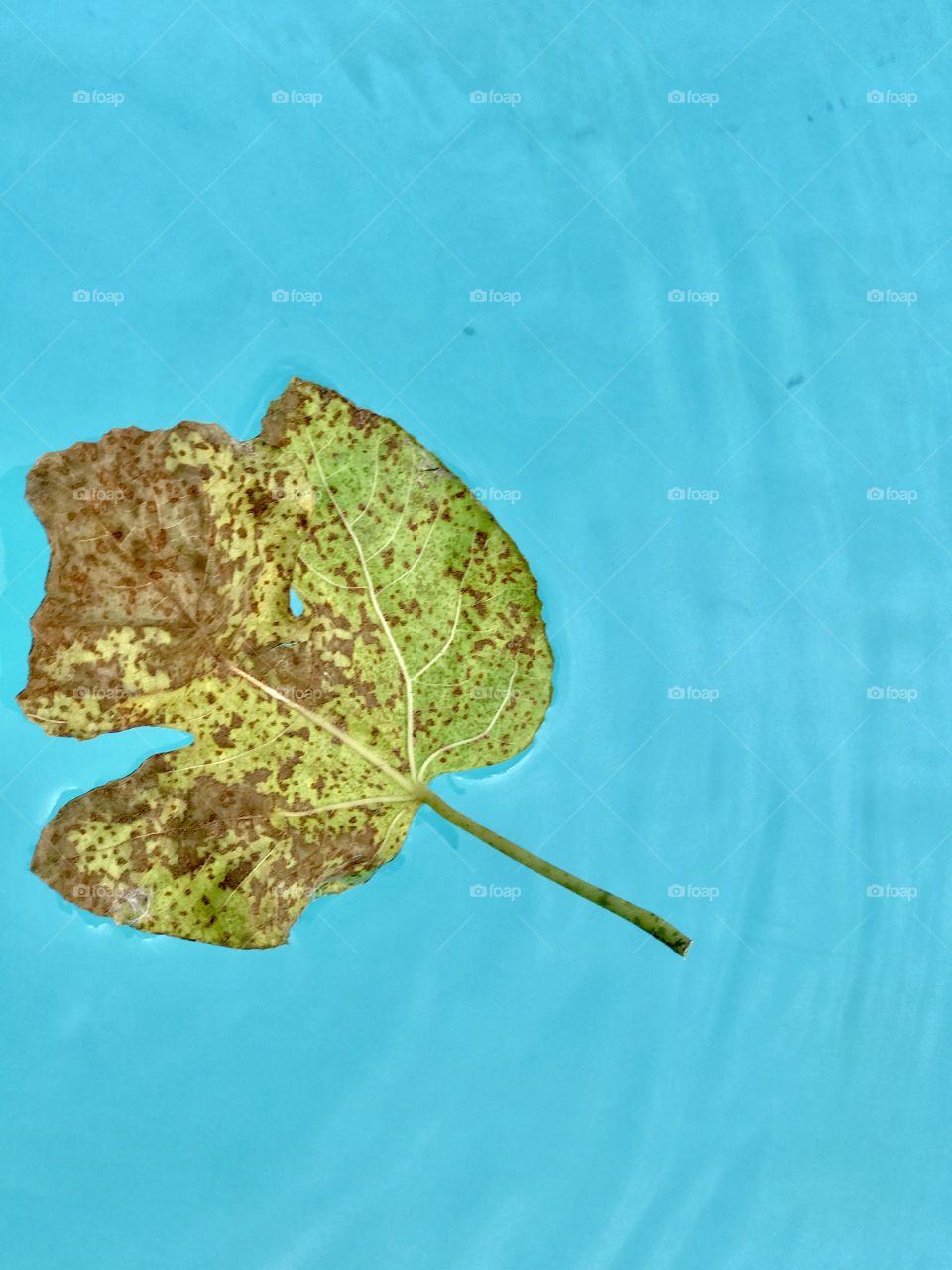 Leaf In The Pool