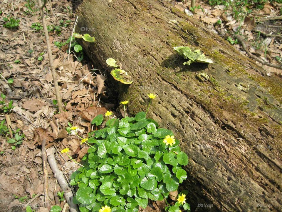 woodland flowers and log