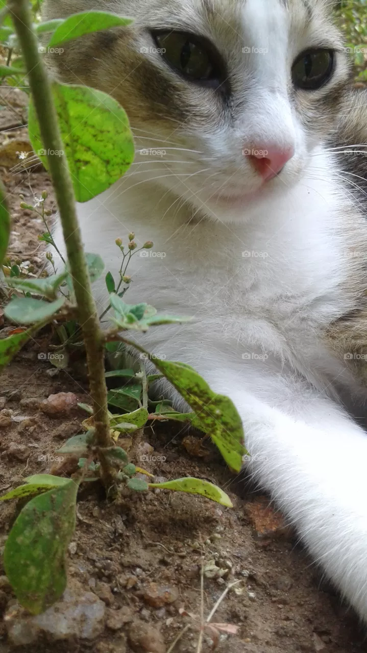 cute kitty
