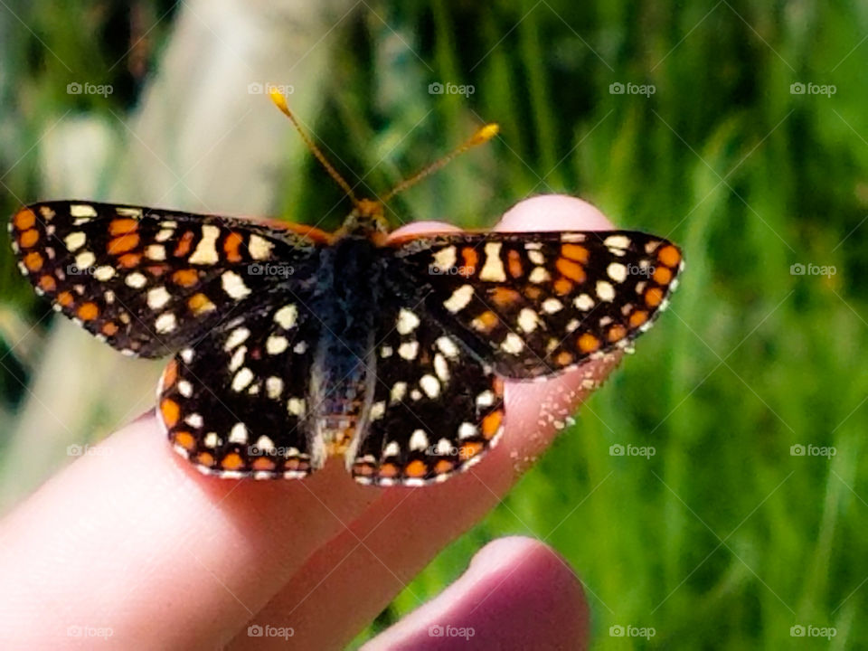 wings spread wide moth or butterfly sitting on a fingertip