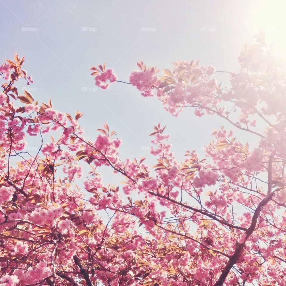 Cherry blossoms . Cherry tree in the spring sunshine