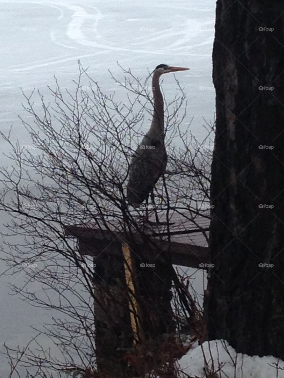 Maine Heron on Ice . Mid winter visitor looking for open water to fish