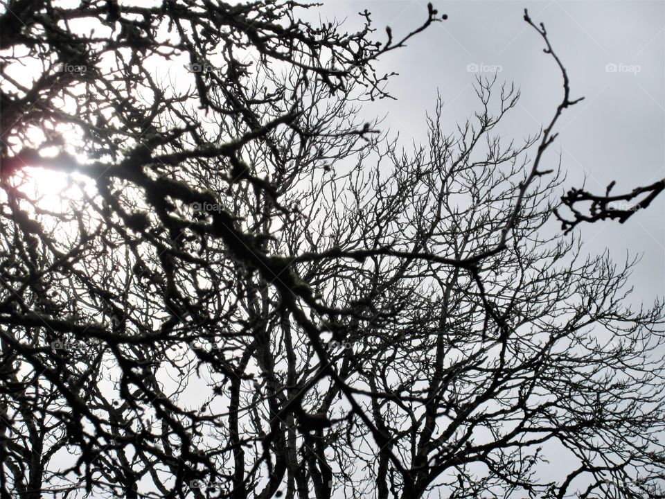 sun through branches