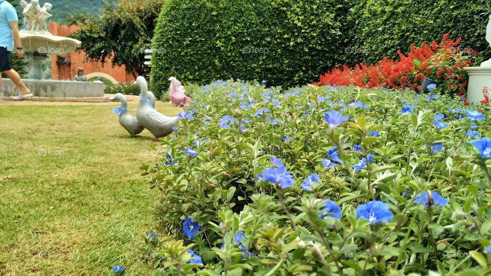 Garden, Flower, Flora, Nature, Summer