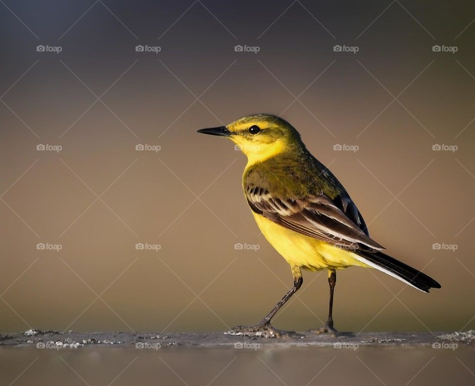 Yellow beauty in the bird