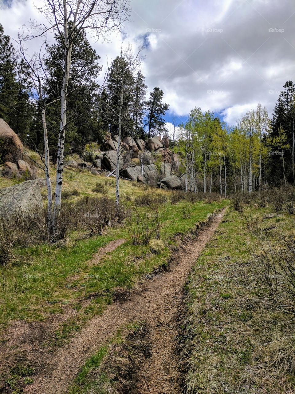 Path through the woods
