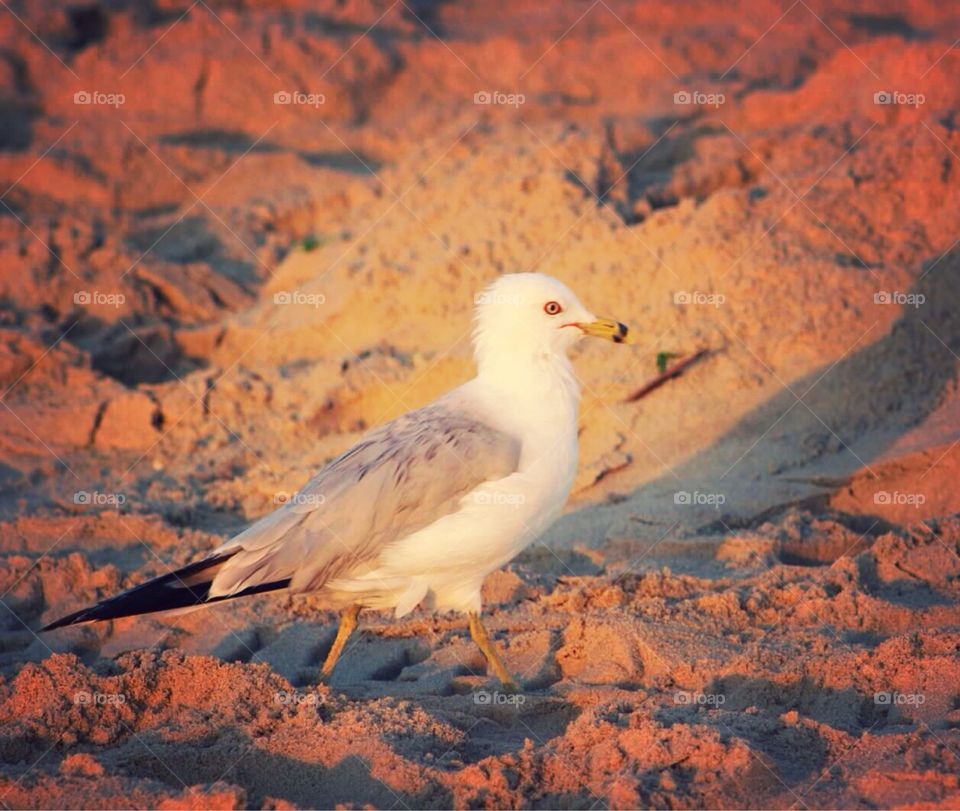 Seagull at Dawn. Seagull walking through the warm rays of the morning sun. 