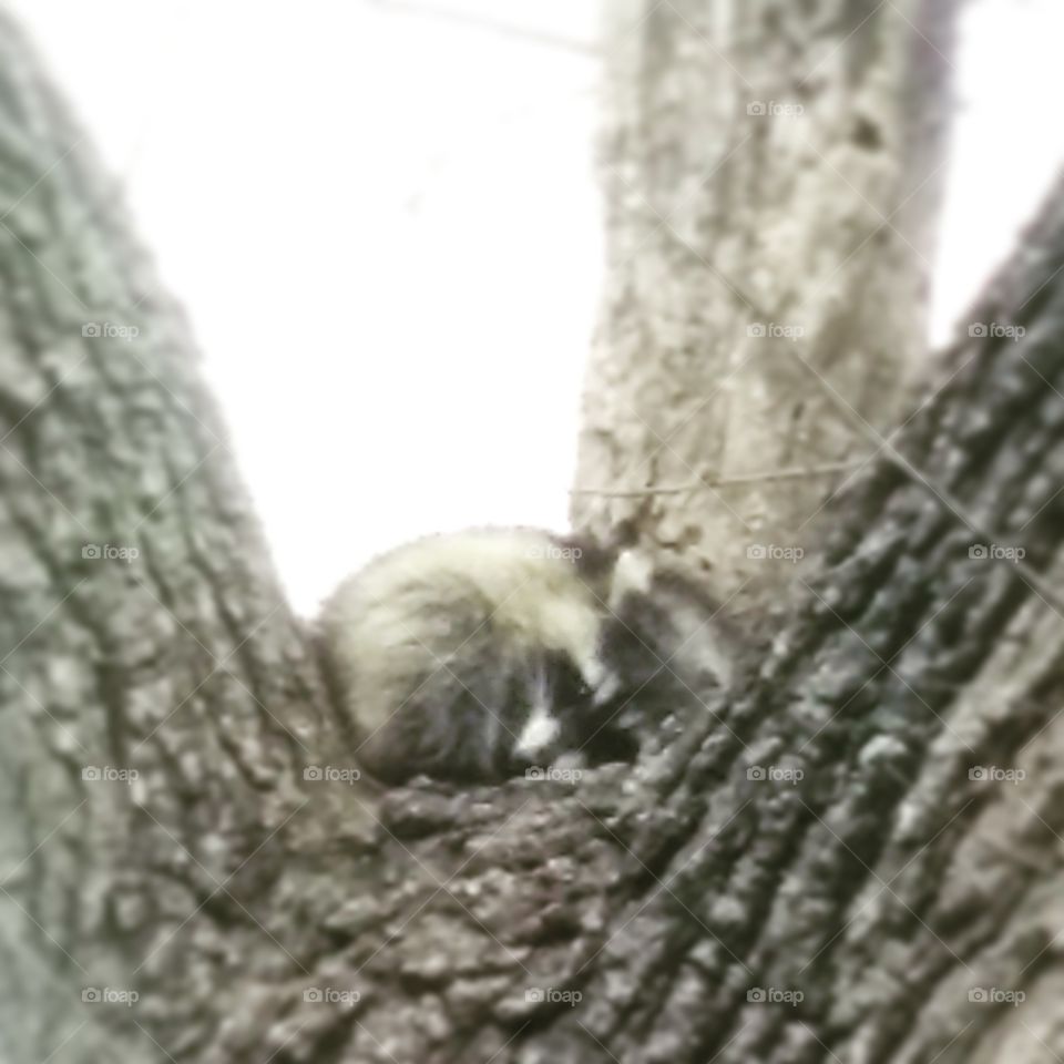 Raccoon in tree looking down at me