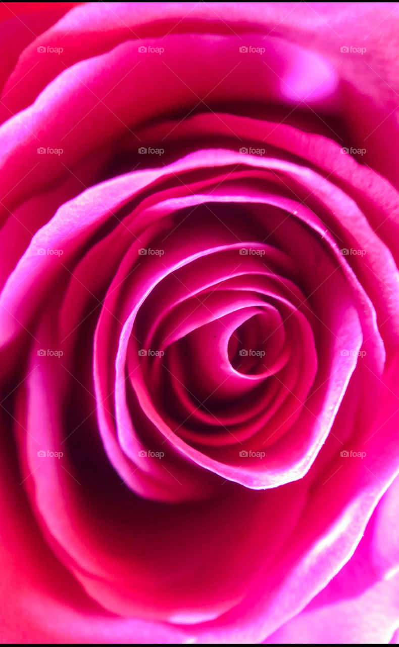 Extreme close up of the center leafs of a pink red rose