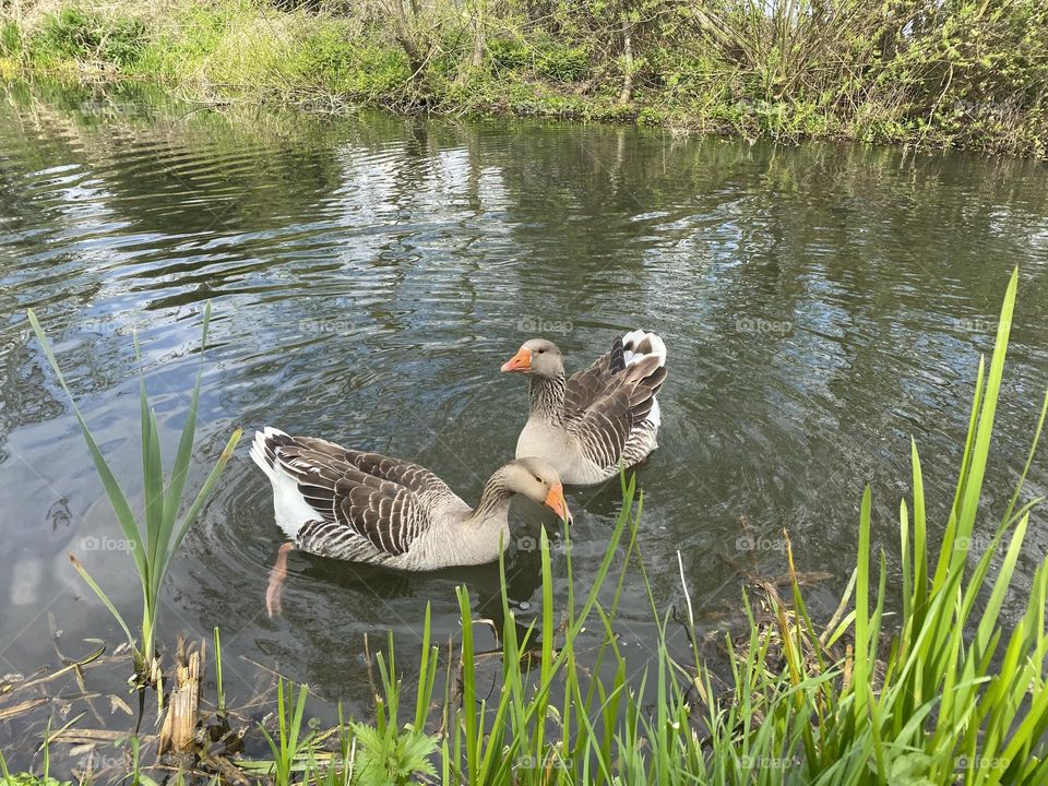 Gooses 