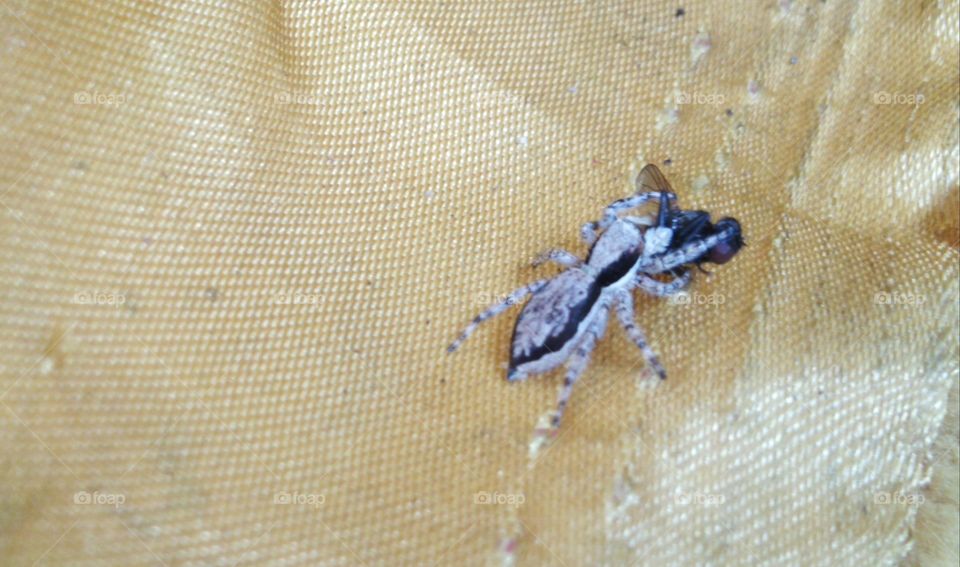 The spider eats the fly