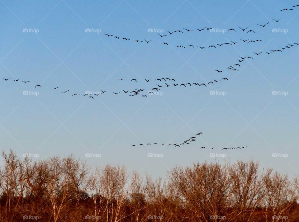 Geese leaving for winter. "Follow Me I Know the Way".