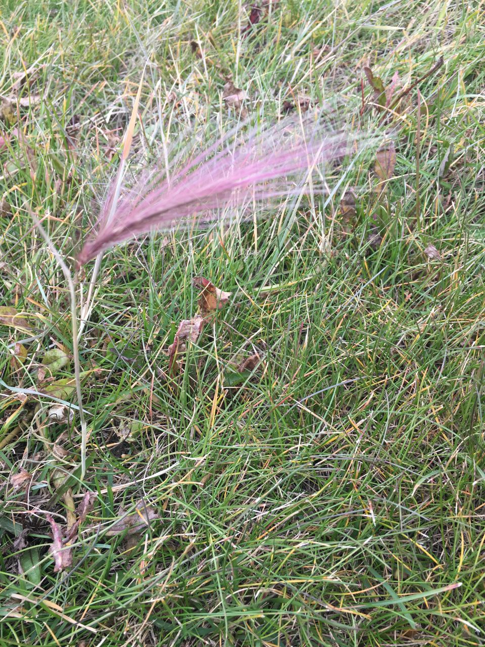 A bit of purple in the grass