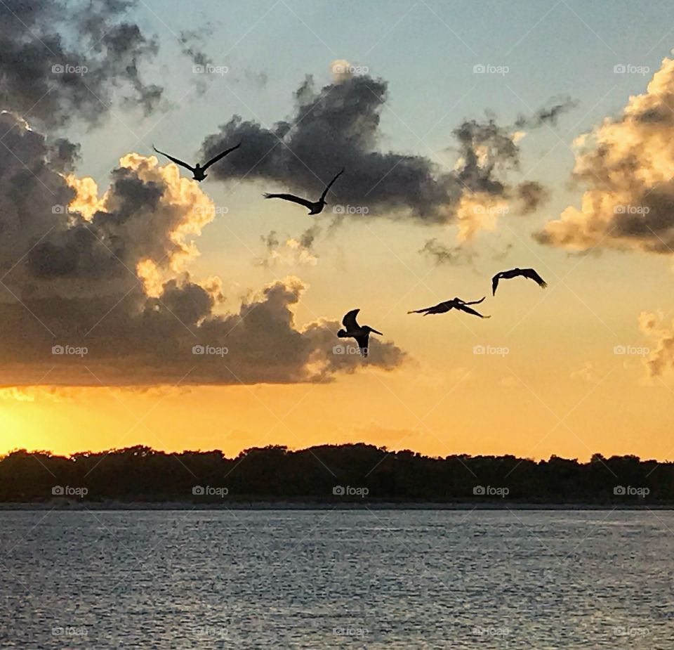 Pelicans in flight at sunset