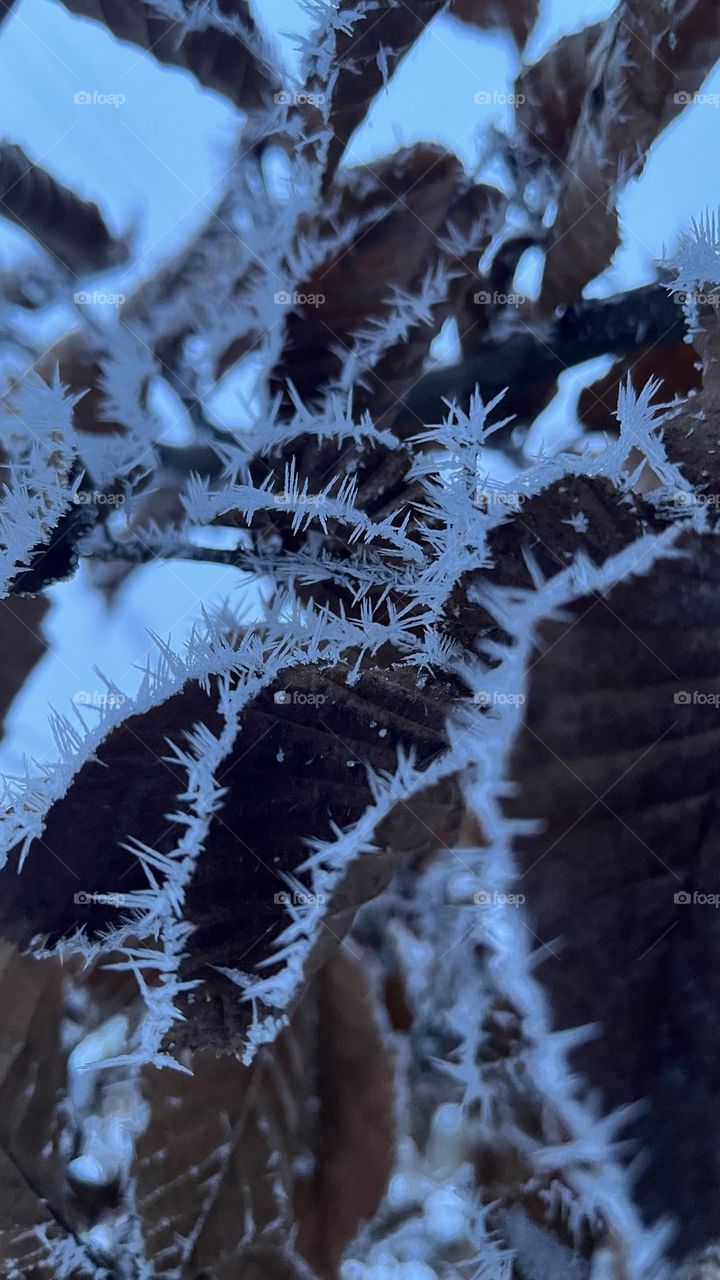 Frost leaves ❄️