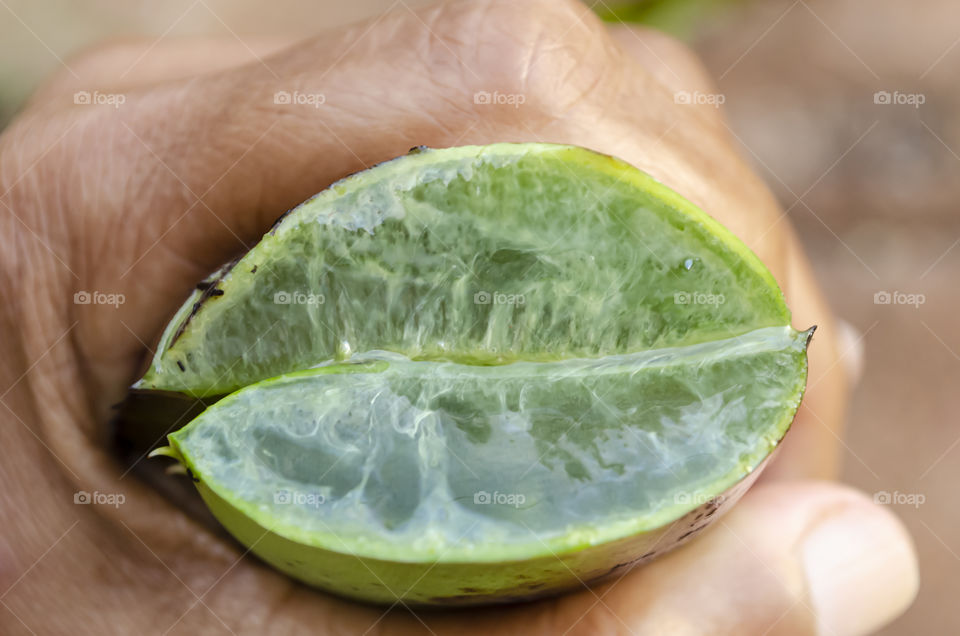 Aloe Vera Cross Section