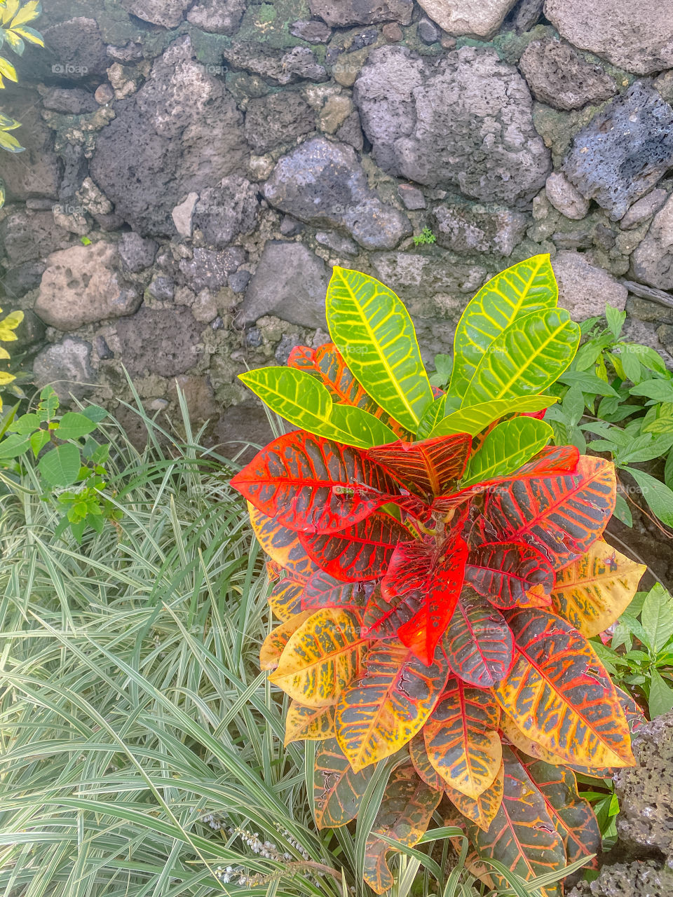 Green, red and yellow leaf plant