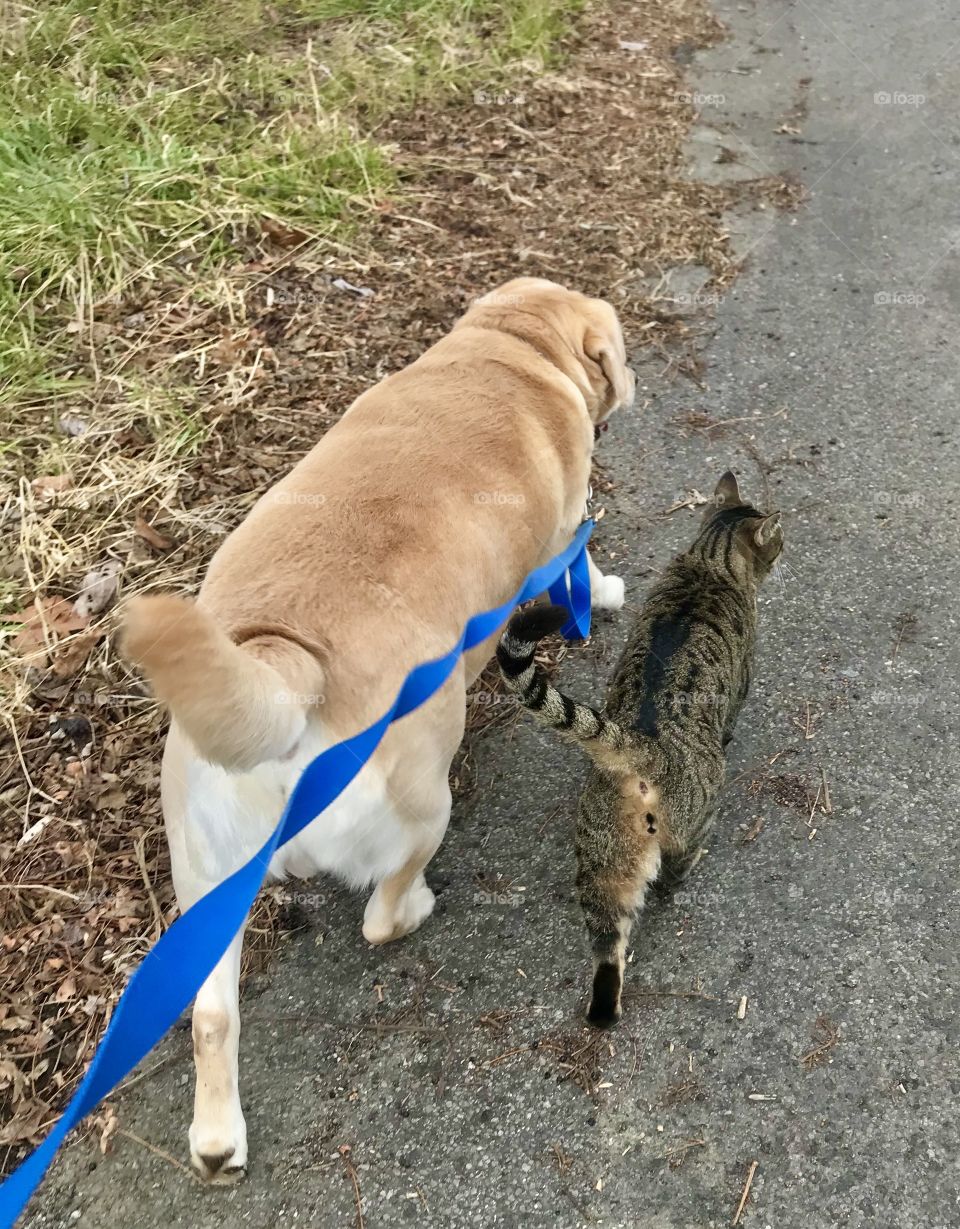 Unlikely friends, best buddies, yellow Labrador and a tabby cat walking in step together