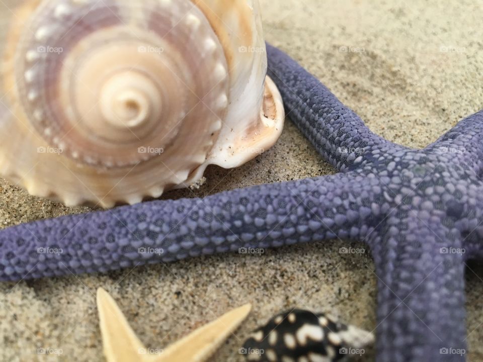 Close-up of seashell and starfish