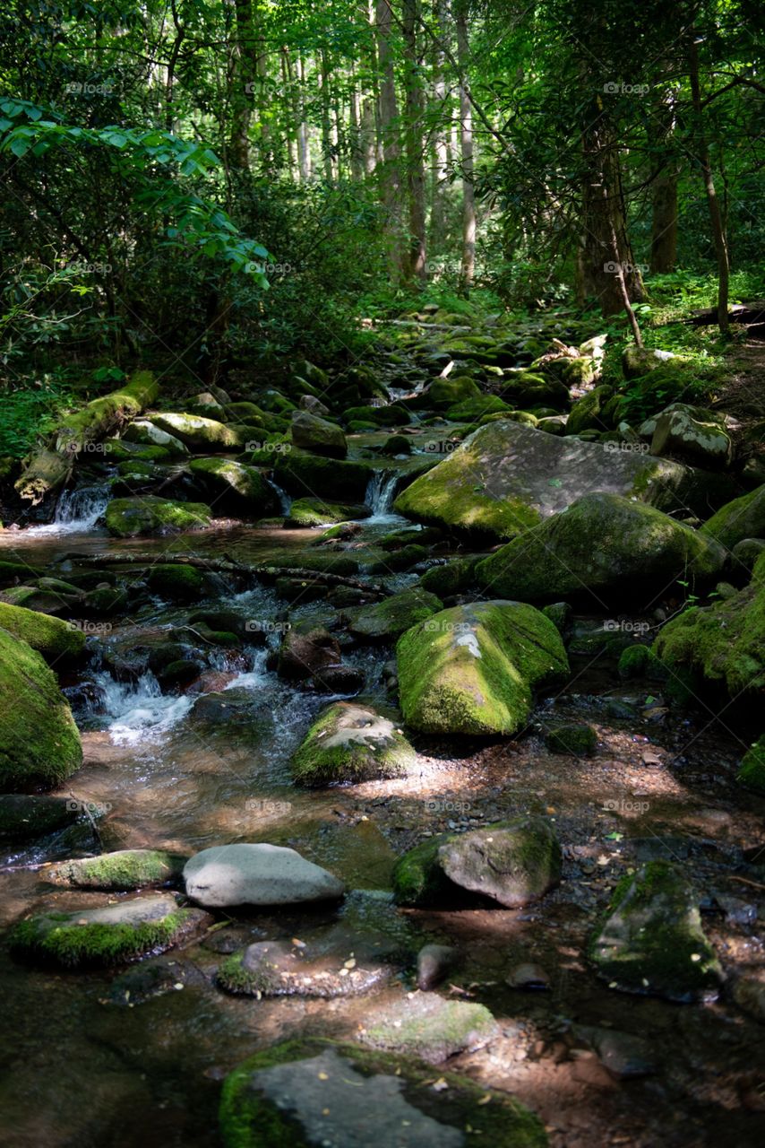 Mossy, rocky stream in a forest