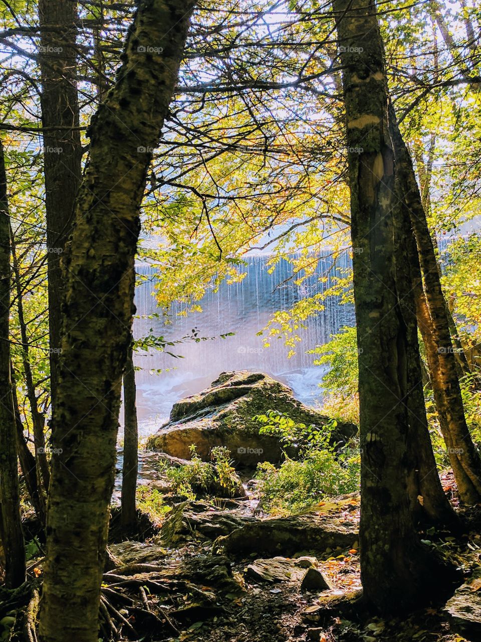 Rocks Between Trees in North Carolina, USA