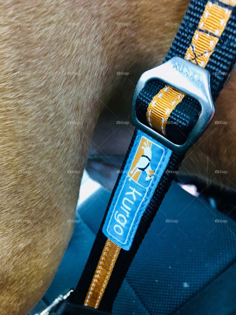 Kurgo dog harness for the car