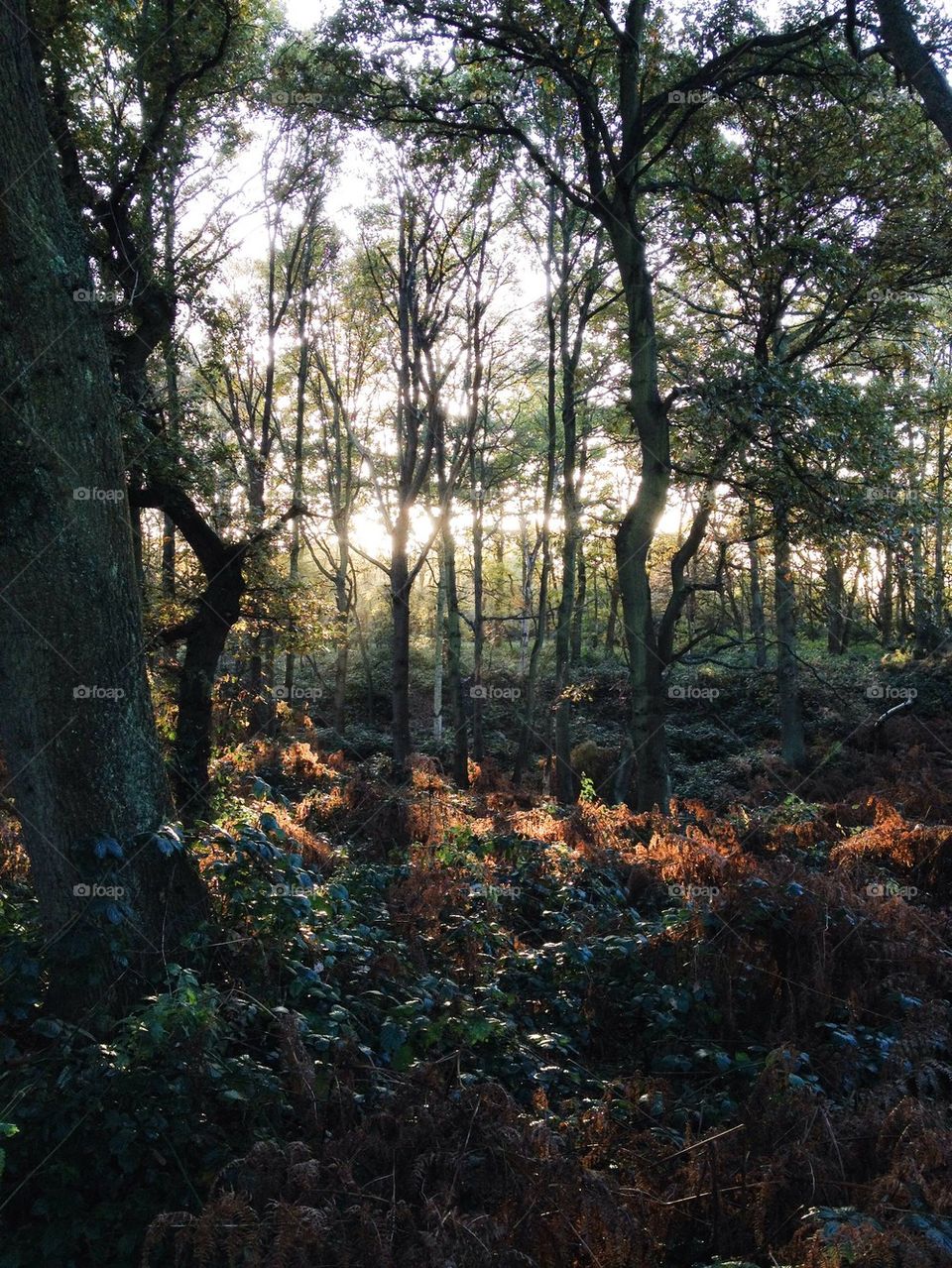 Wimbledon woods