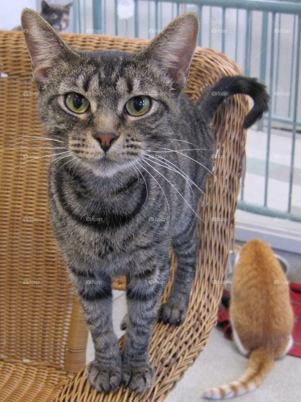 Shelter Tabby