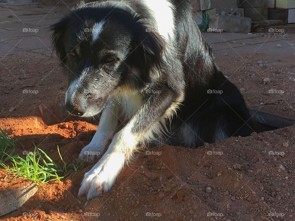 Border collie dog climbing out of hole