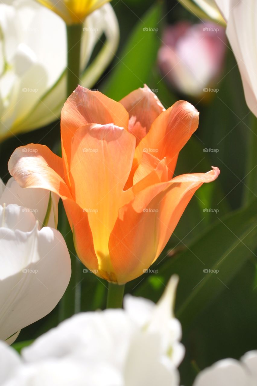 Orange Tulip, Peddler's Village