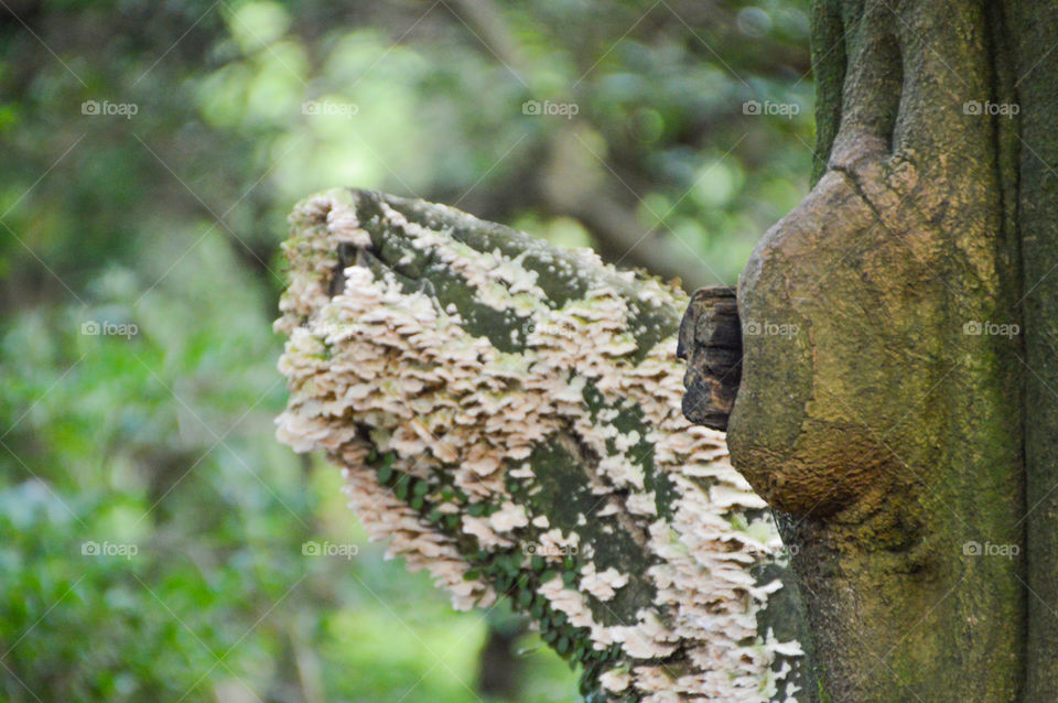 Mushrooms Grown On A Tree