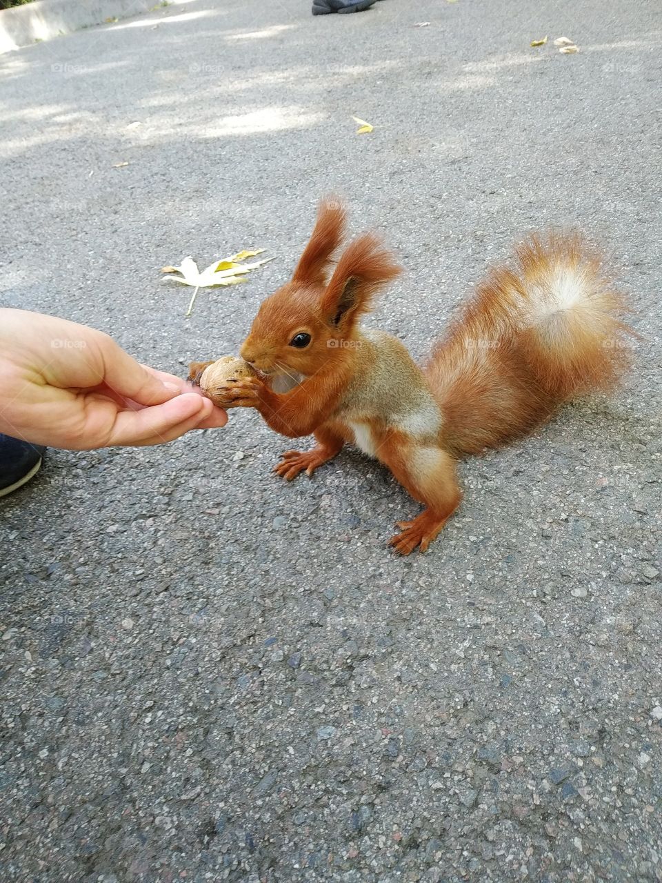Squirrel