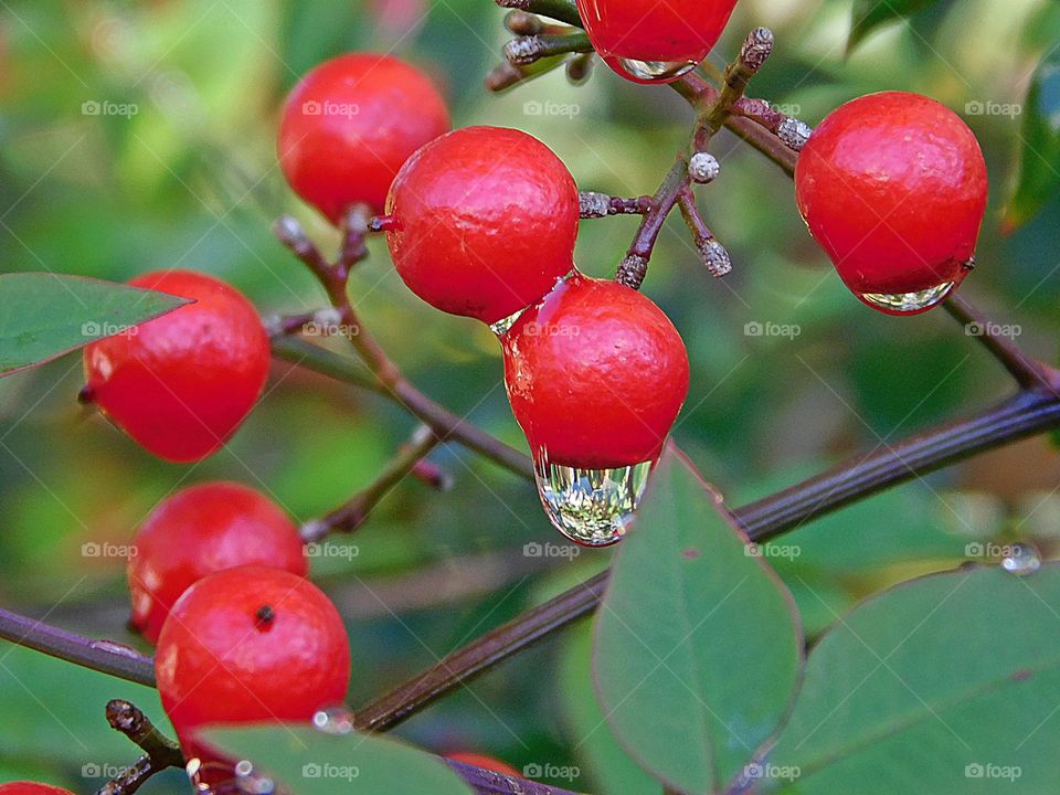 Colorful red berries with raindrops hang from their branches 