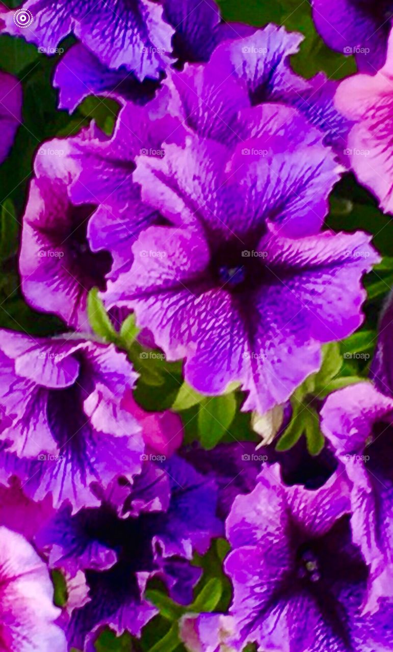 Bright violet purple petunias blooming out of leafy greens, colorful floral, a bit of natural beauty, without no person