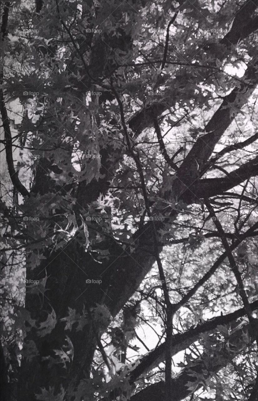 Beneath the old tree