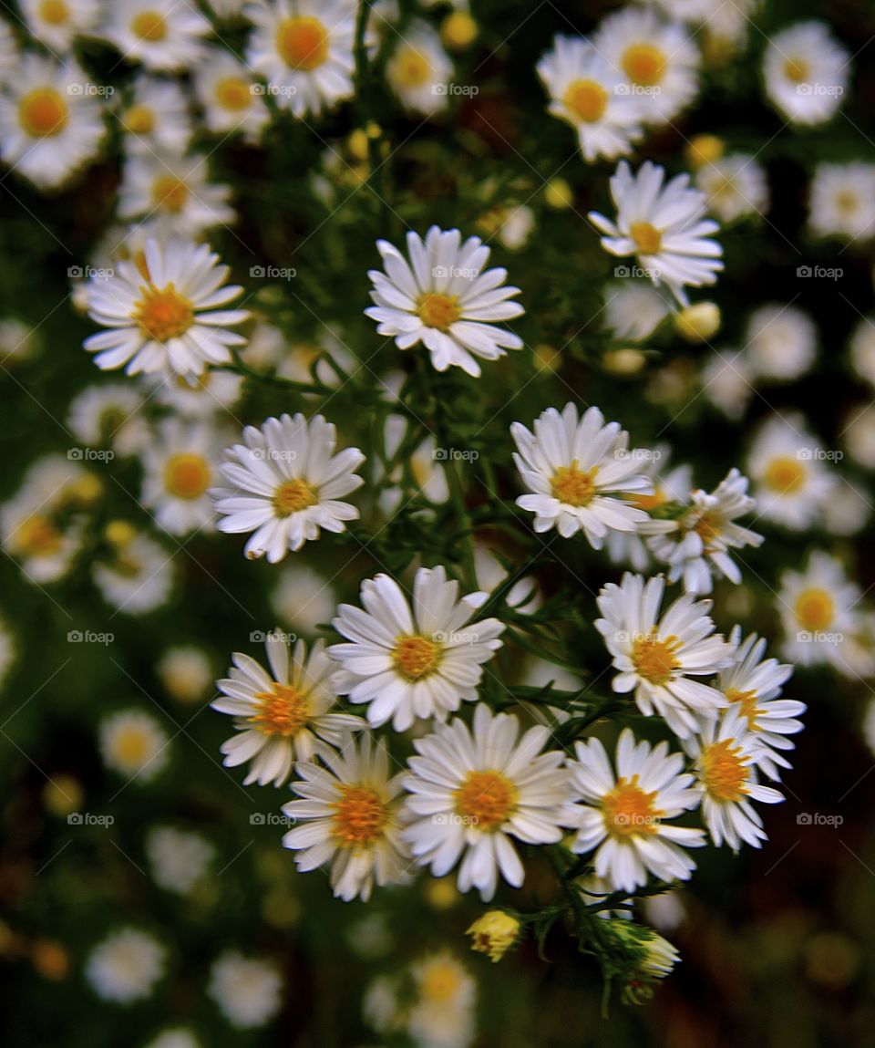 Spring flowers 