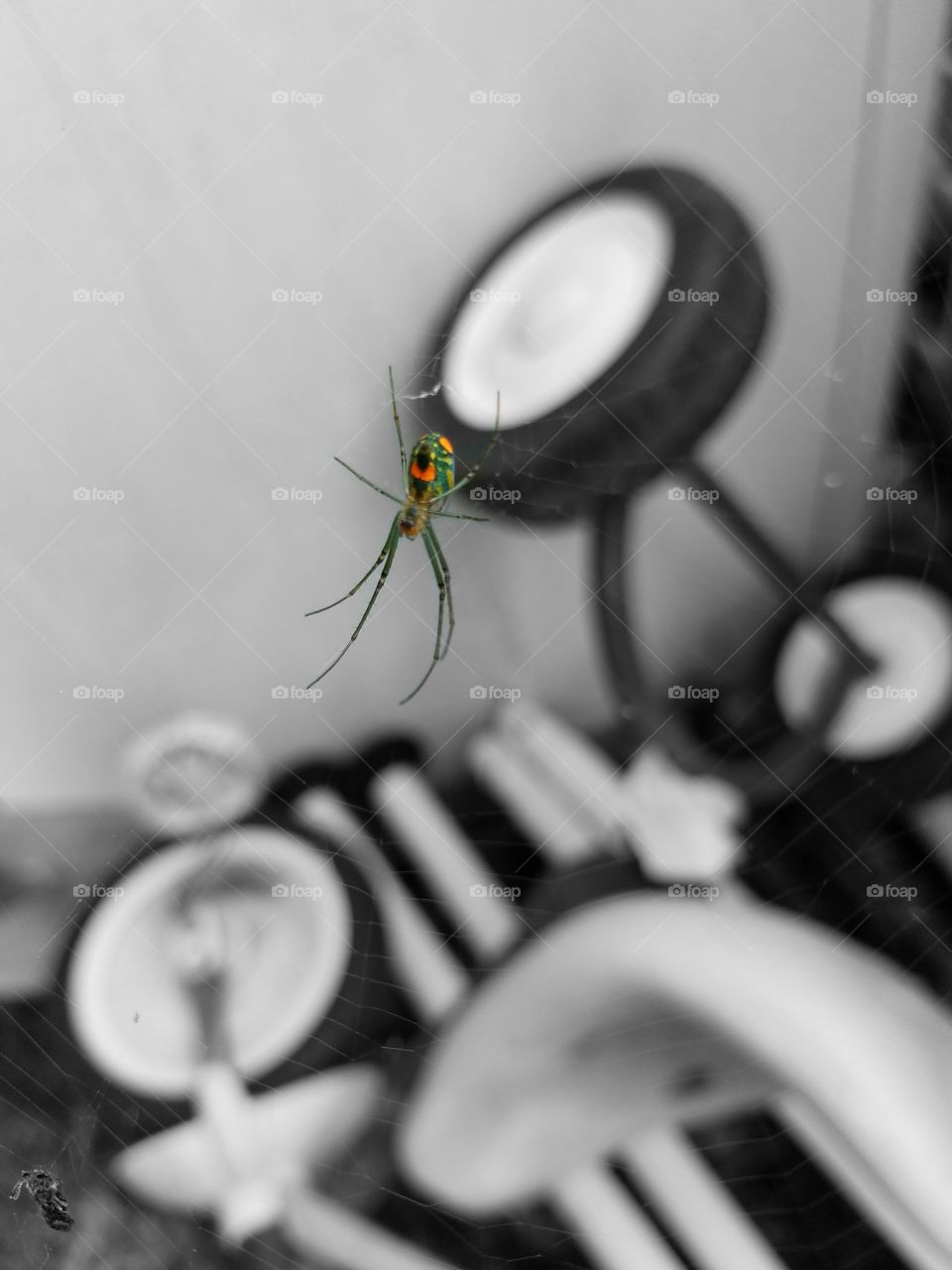 orchard weaver spider