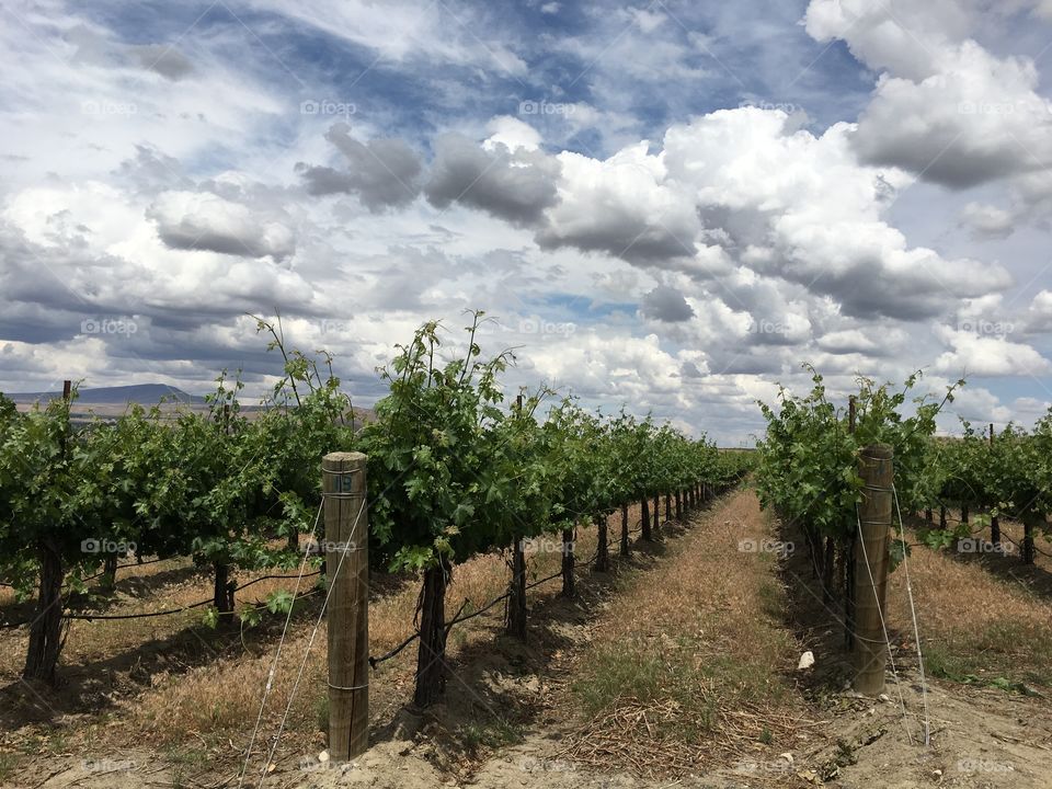 Vine, Vineyard, Tree, Agriculture, Landscape