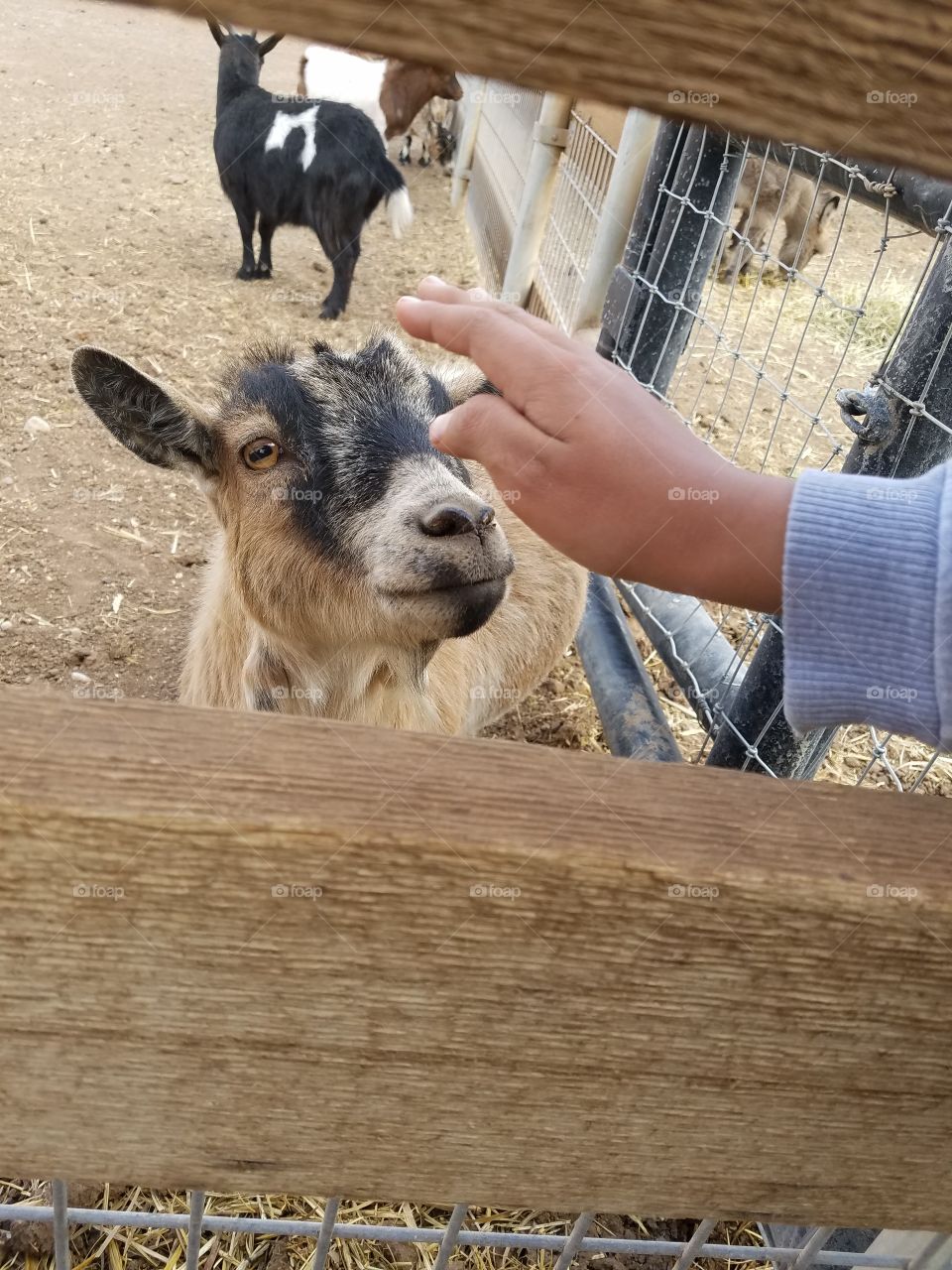 goat love