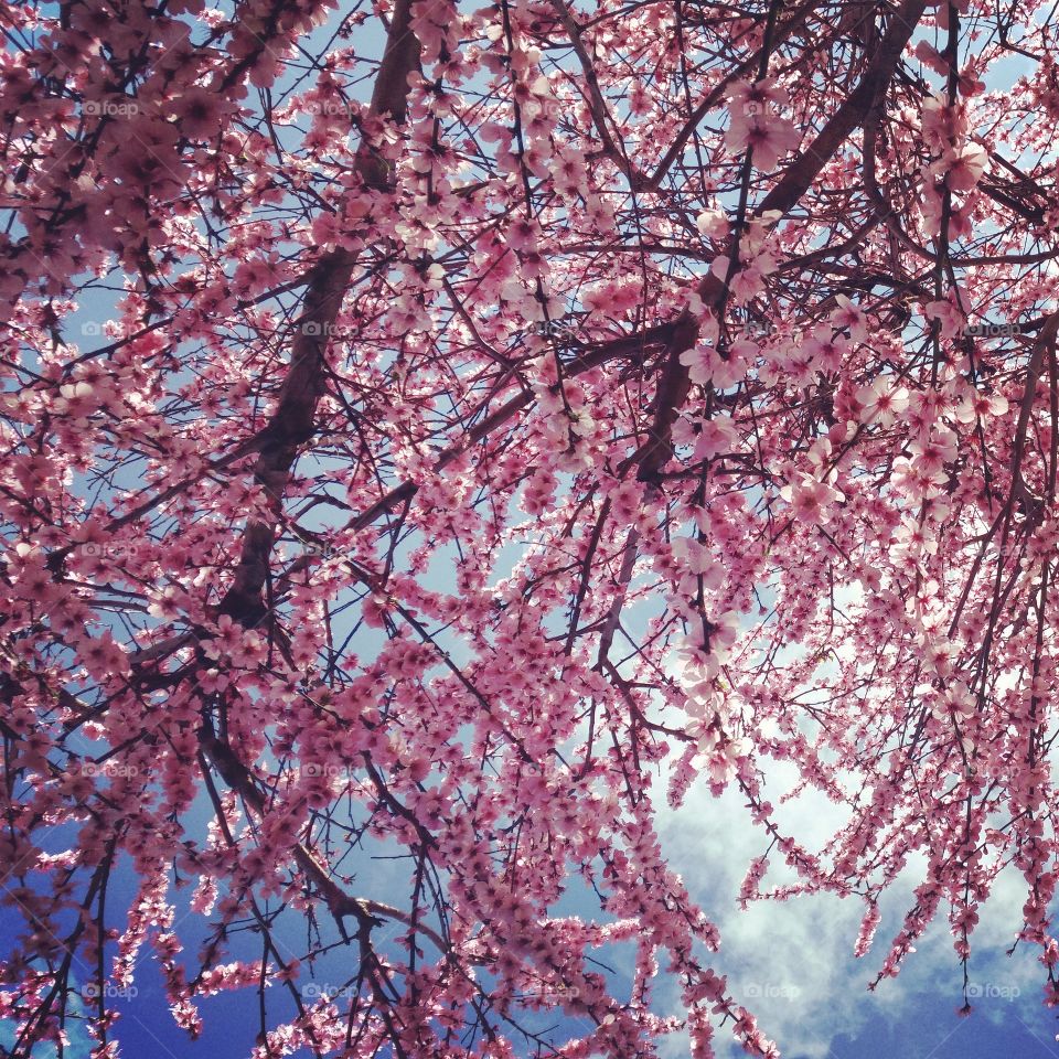 blossoms of spring. spring time is here