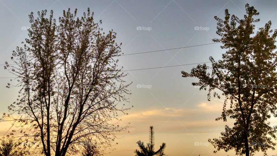 Tree, Landscape, Nature, No Person, Outdoors