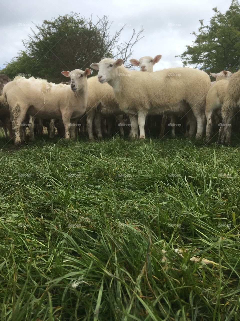 Sheep with lovely green grass on a rainy day. Sun shining through the clouds is atmospheric