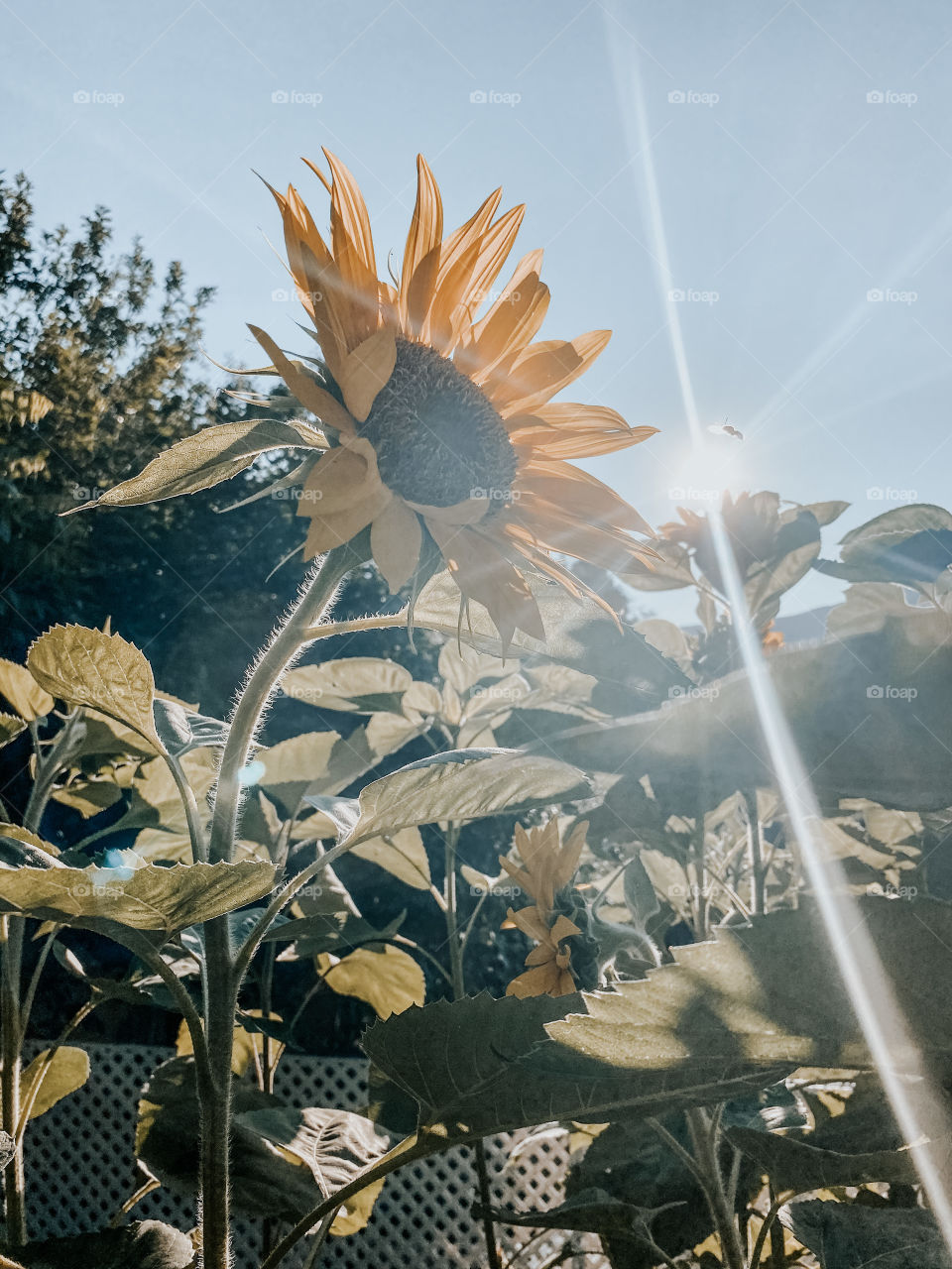 a bee approaching to taste a sunflower in the Berkshires, MA.🌻