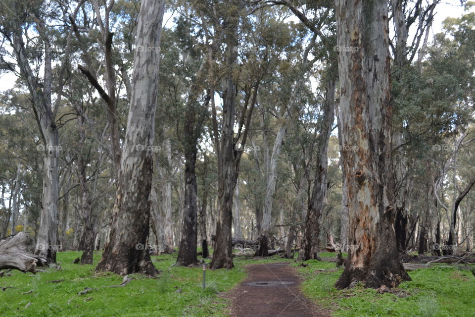 Approaching a grove of eucalyptus trees on hiking trail in south Australia 