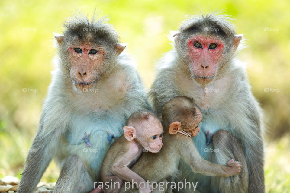 Mothers Love is like nothing else in the world 

Location: Bandipore.Karnataka
Camera: Canon 5D mark 3
